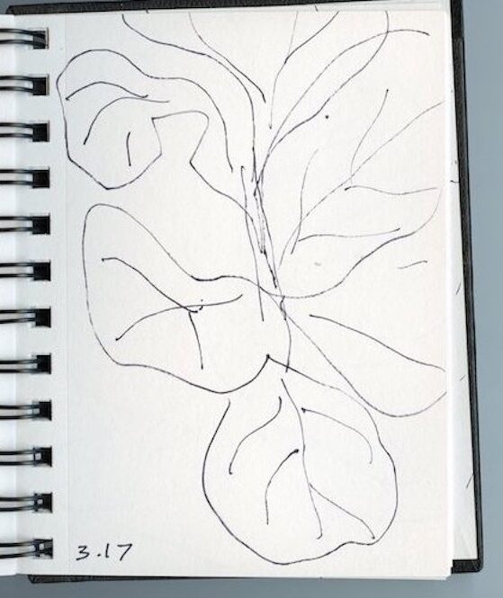 Black ink drawing on paper of house plant